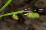 Cattail sedge